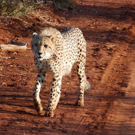 Kgorogoro Lodge Пиланесберг Экстерьер фото